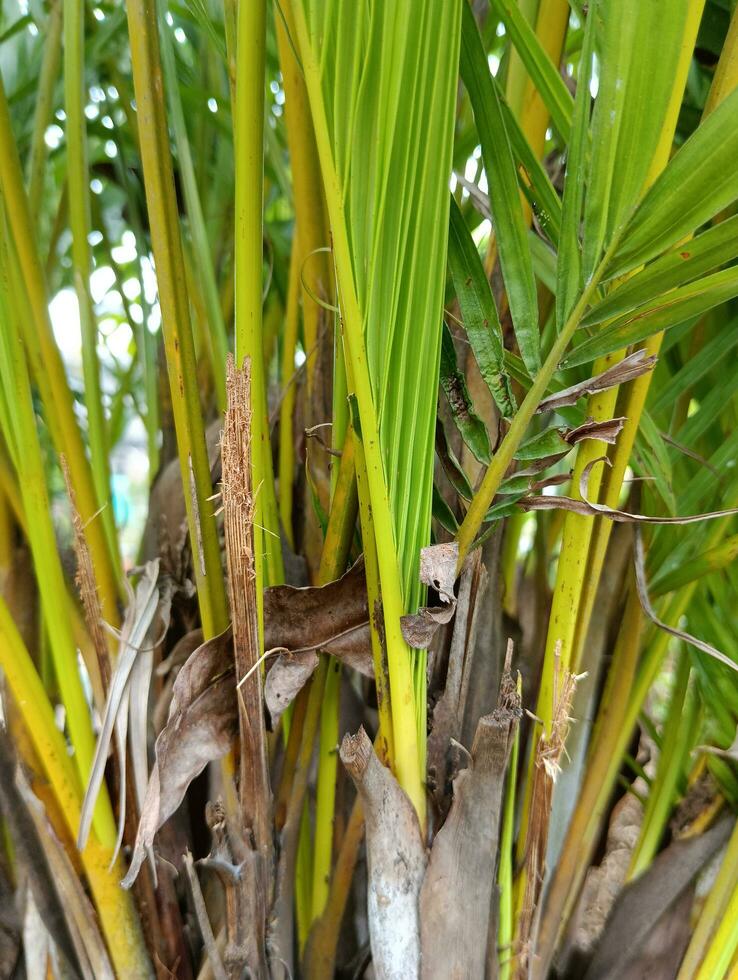 der Natur Aussicht von das wild Palme im das tropisch Wald foto