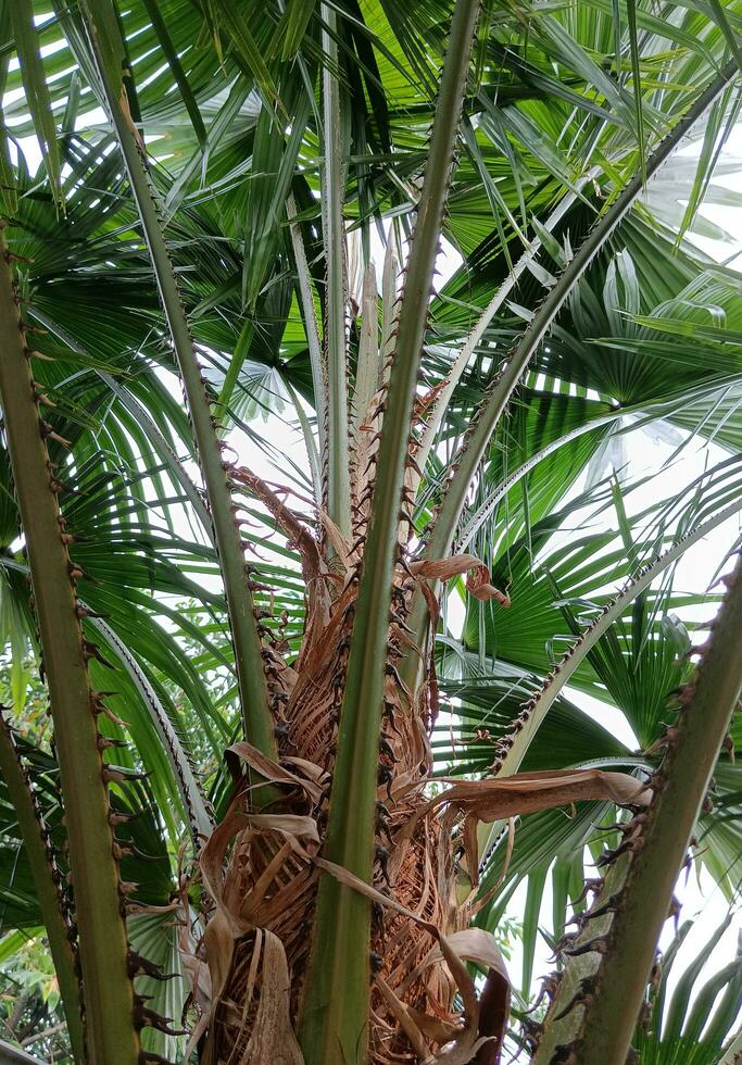 der Natur Aussicht von das wild Palme im das tropisch Wald foto