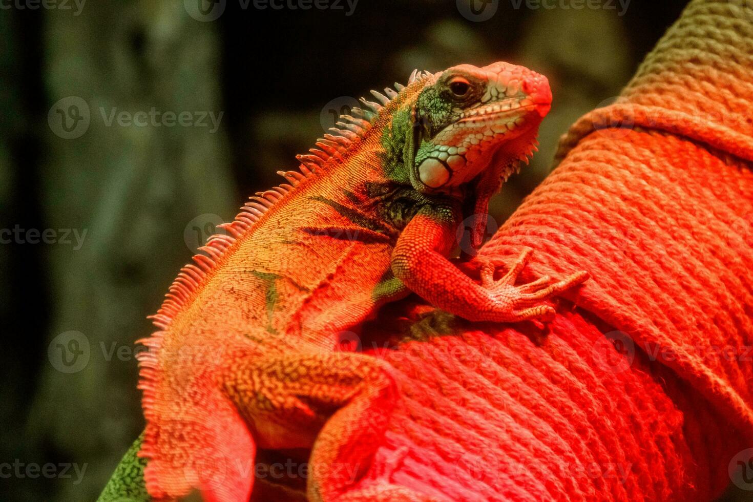schön Leguan im rot Licht Sitzung auf ein Ast foto