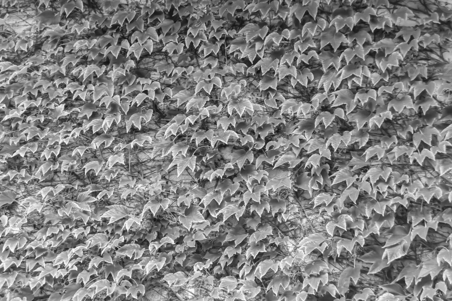 Foto zum Thema Herbst abstrakter Hintergrund von Ahornblättern, die auf die Oberfläche fallen