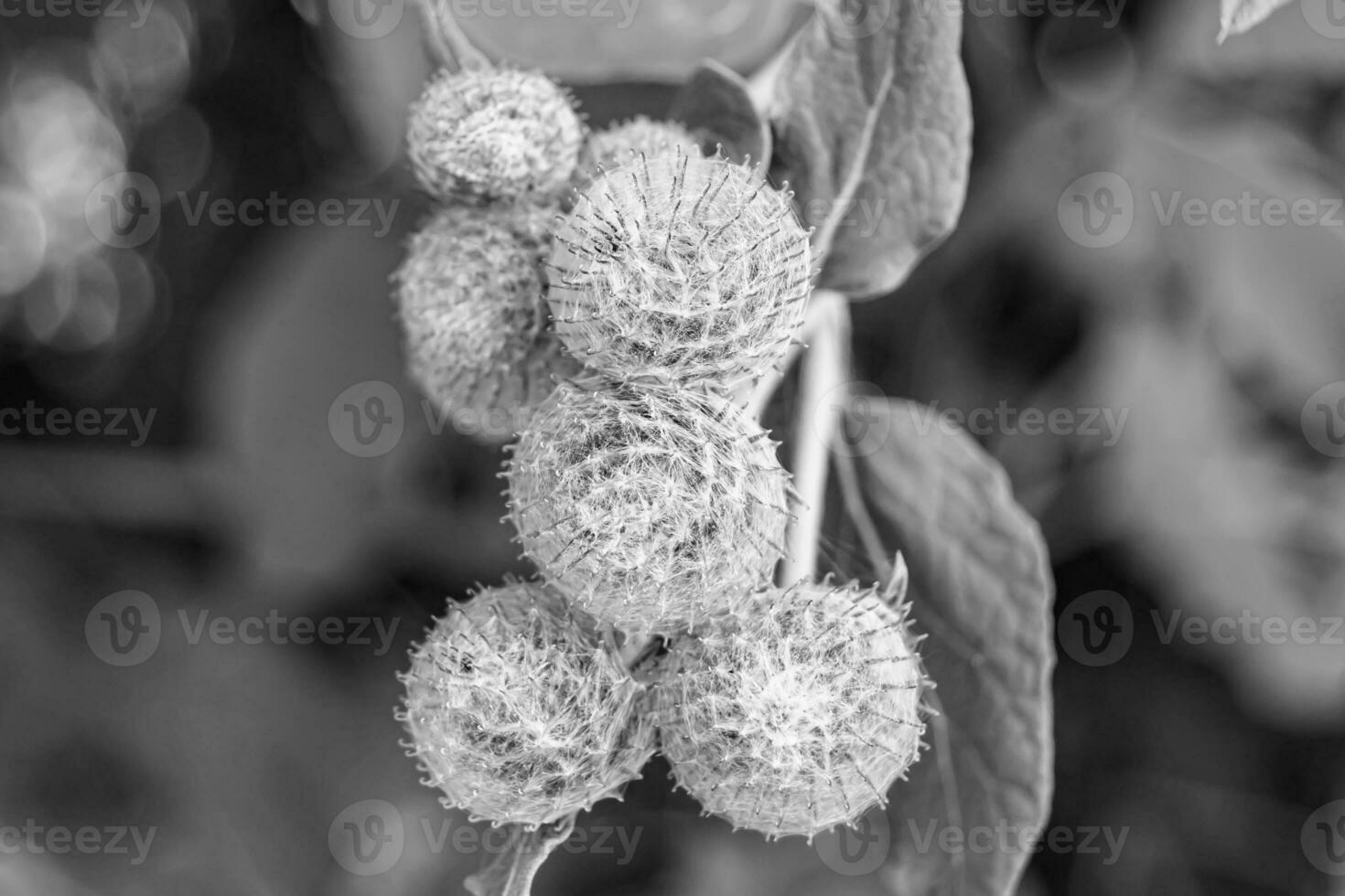 schöne wachsende Blumenwurzel Klettendistel auf Hintergrundwiese foto