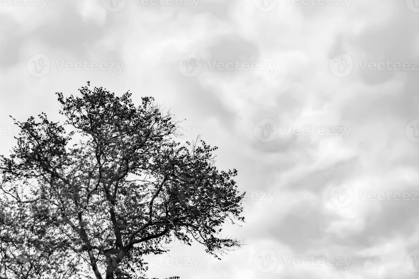 Fotografie zum Thema große schöne Herbstbirke auf hellem Himmel des Hintergrundes foto