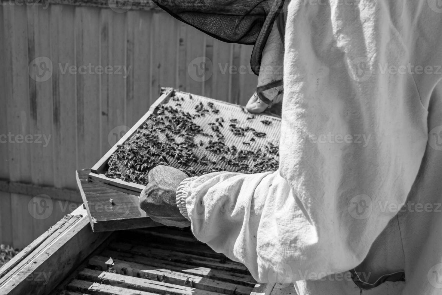 geflügelte Biene fliegt langsam zum Imker und sammelt Nektar auf privatem Bienenstand foto