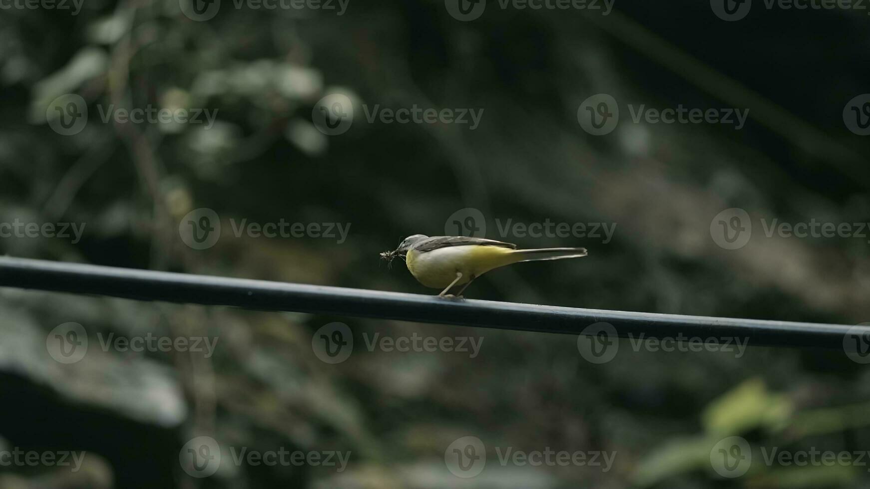 schön Vogel. kreativ. das hübsch Gelb Vogel ist suchen zum Essen während ist Schwitzen zum seine Paar foto