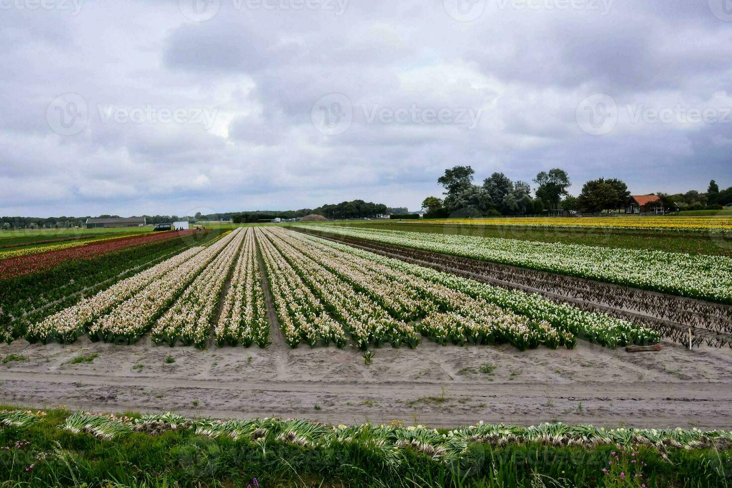 ein Feld von Blumen foto