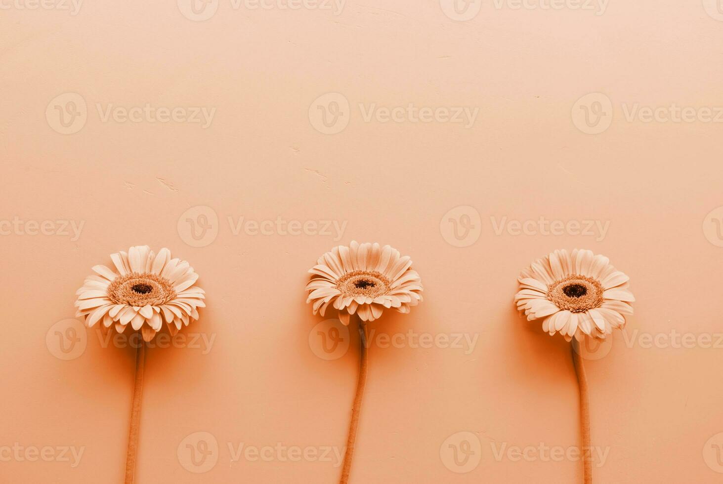 Farbe von das Jahr 2024, Pfirsich Flaum. drei Gerbera Gänseblümchen im ein roh foto