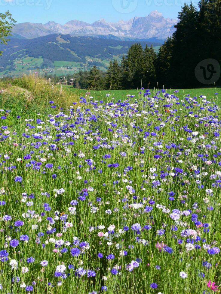 ein Feld von Blumen foto