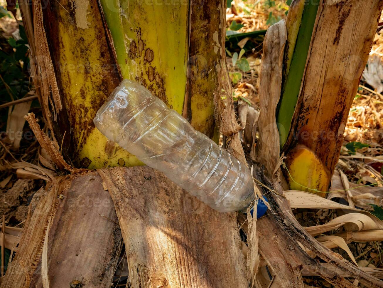 ein 600 ml Flasche von aqua Lügen unter ein Banane Baum foto