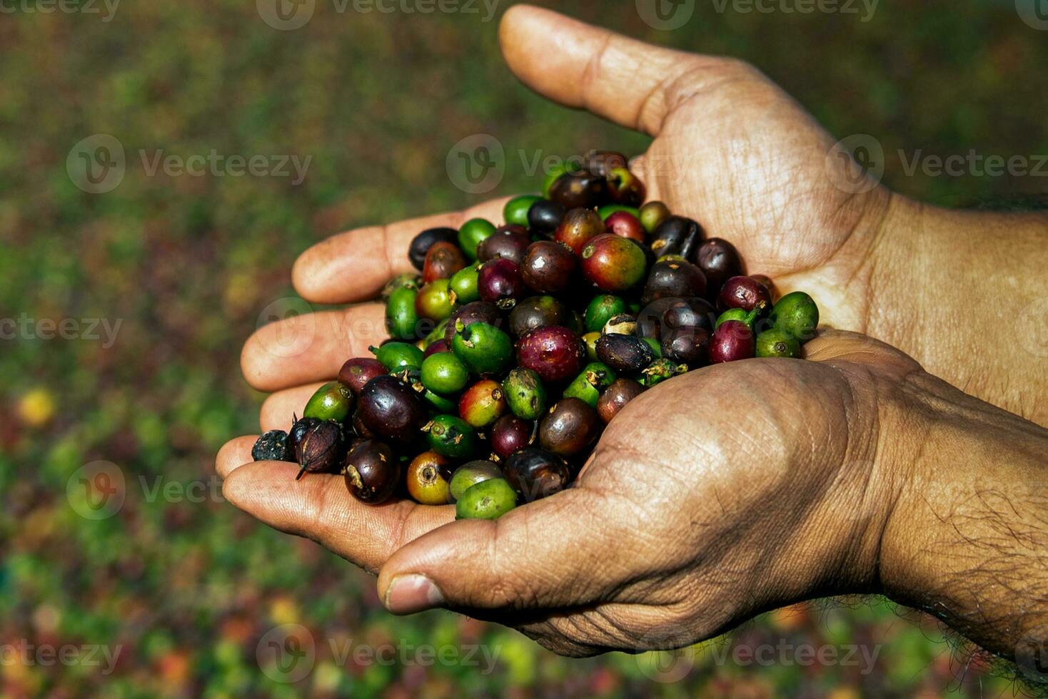 frisch Kaffee Bohnen, Landwirte Hand halten frisch Kaffee Bohnen, landwirtschaftlich und industriell Konzept. foto