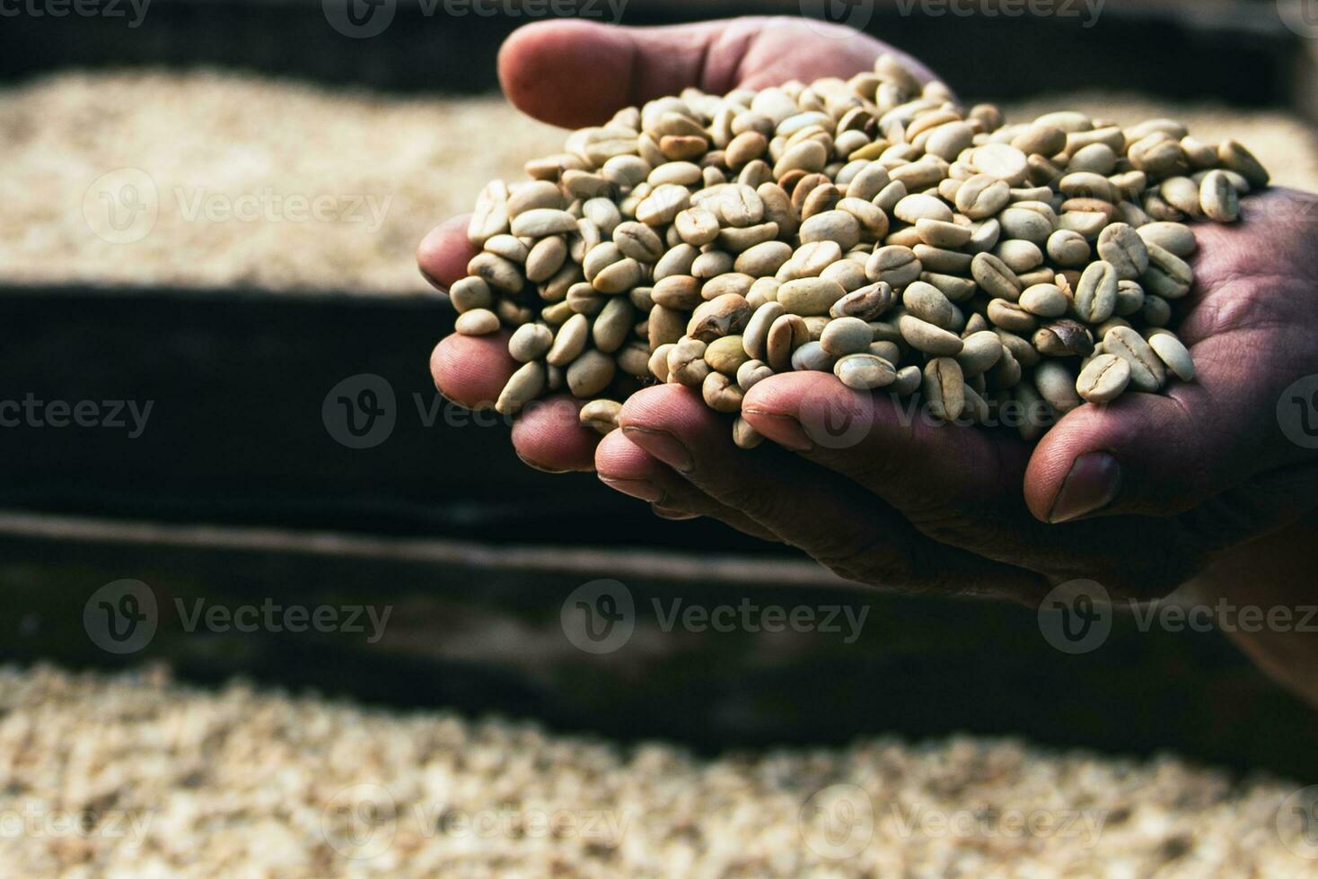 Grün Kaffee Bohnen, Landwirte Hand halten trocken Kaffee Bohnen, landwirtschaftlich und industriell Konzept. foto