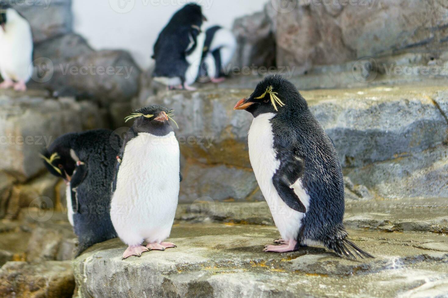 Pinguine Gruppe Stehen auf Felsen foto