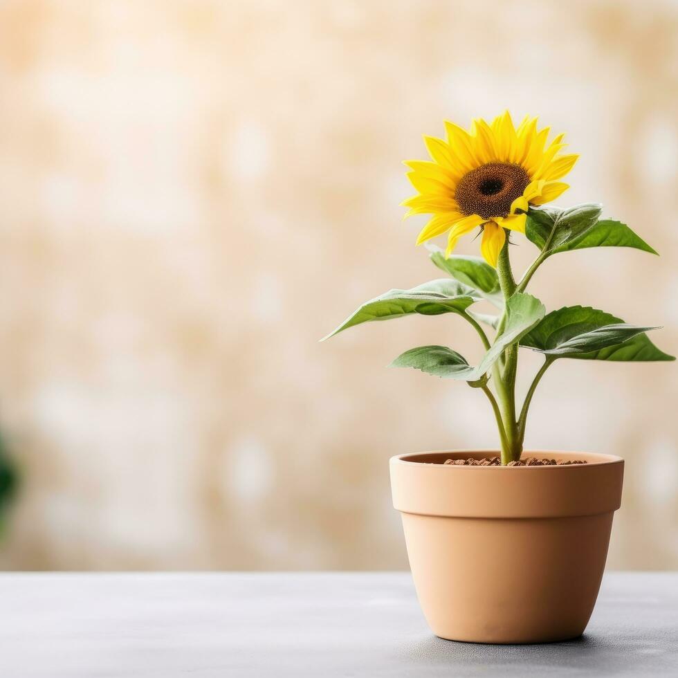 ai generiert einer Sonnenblume Pflanze im ein Topf auf Tischplatte verschwommen Hintergrund. foto