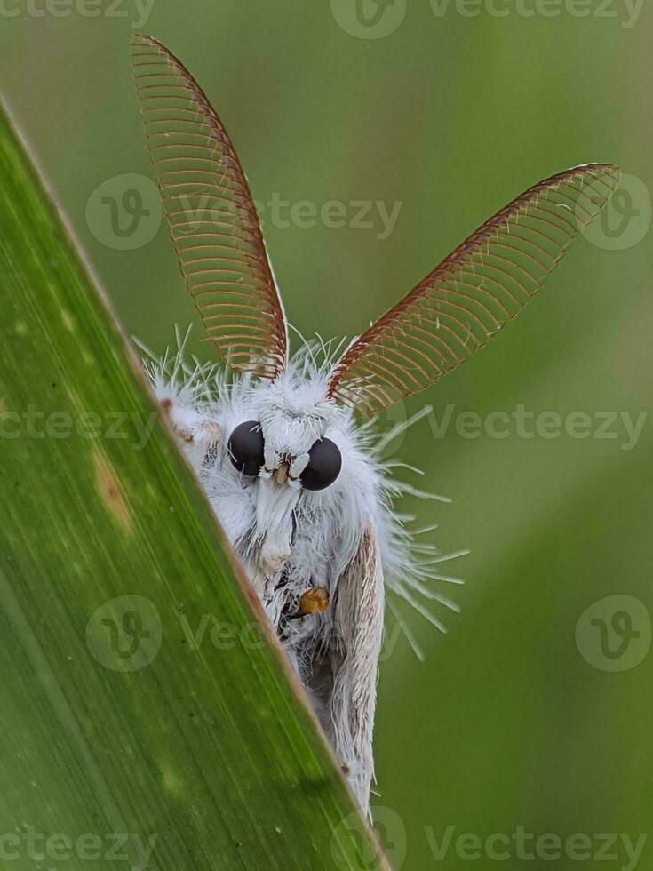 allein Insekt mit Tierwelt Detail im Makro Fotografie foto