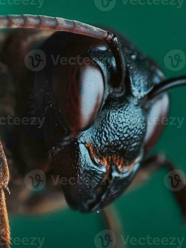 Nahansicht von ein Insekten Auge im Makro Fotografie foto