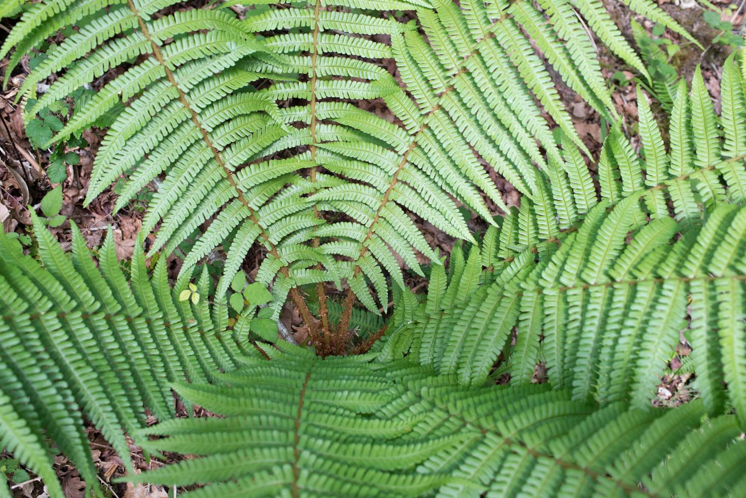 schöne Nahaufnahme eines Farns in einem Wald von oben gesehen foto