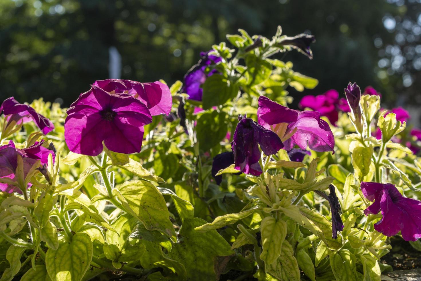 lila Petunie Blumen Nahaufnahme auf einem verschwommenen Hintergrund foto