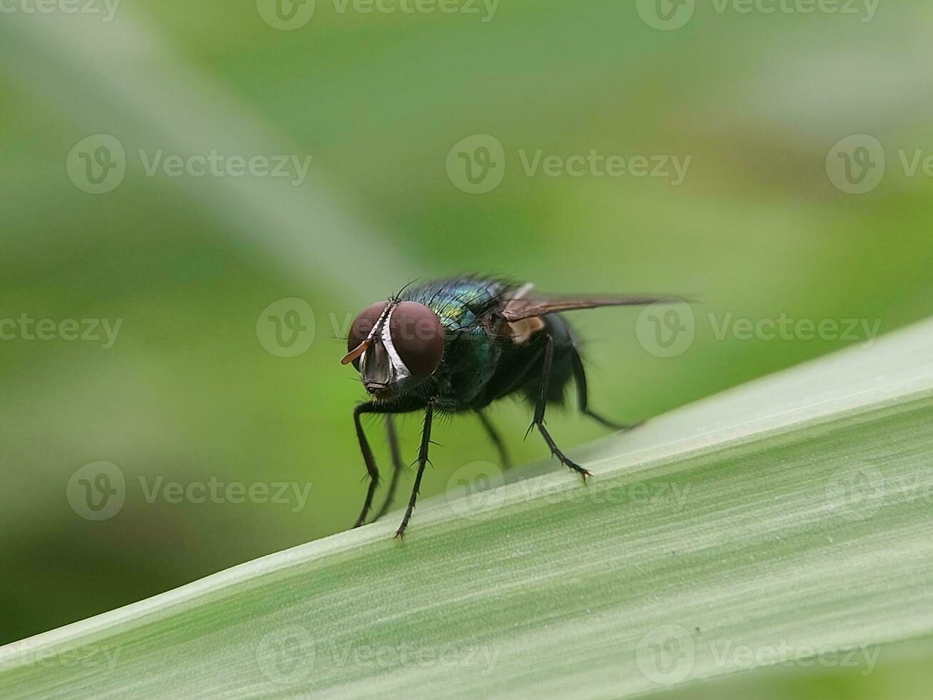 schließen oben von fliegen auf Grün Blatt im das Natur foto