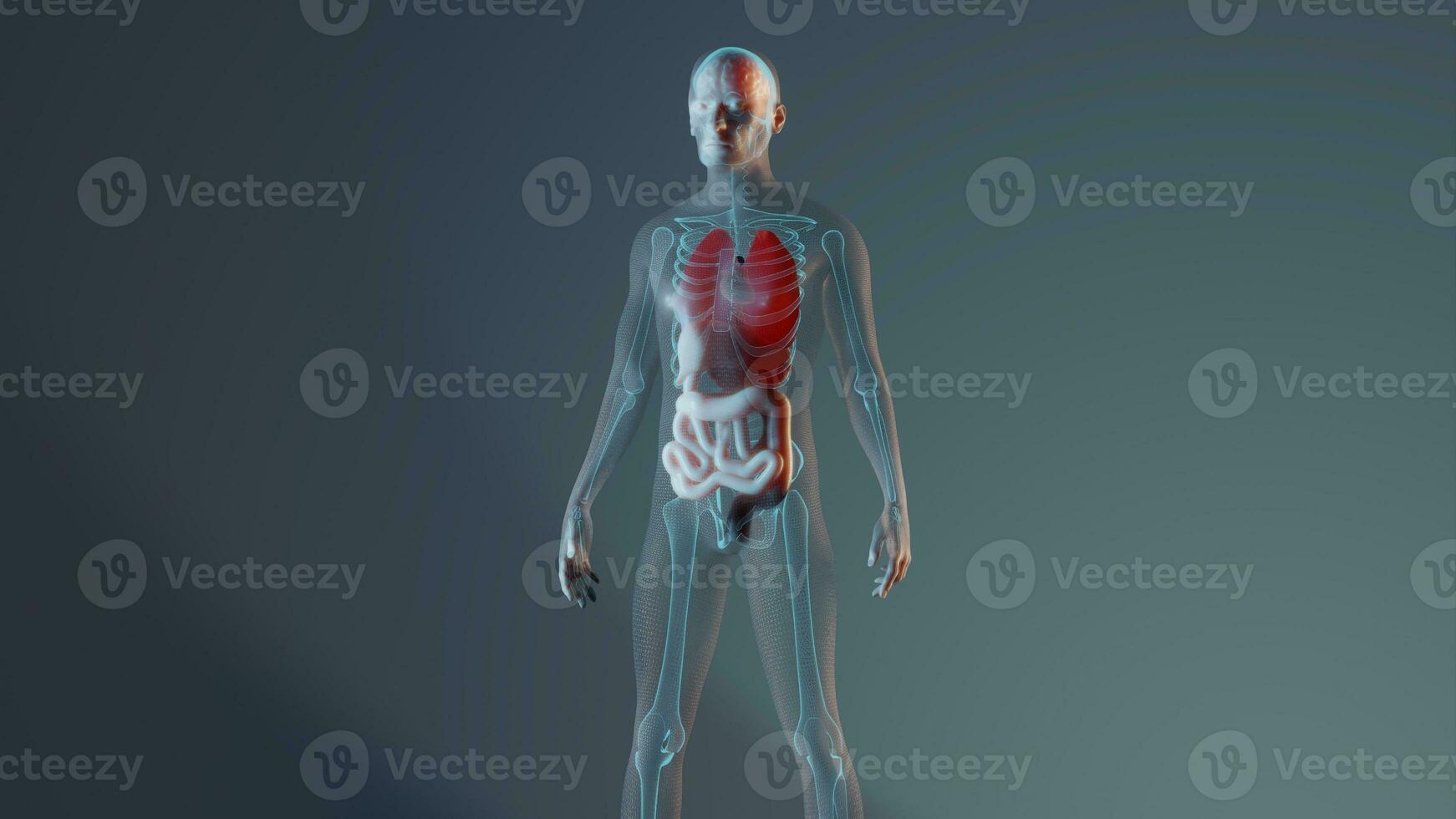 männlich Mensch Anatomie Darstellung mit Skelett und intern Organe. gerendert 3d Illustration foto