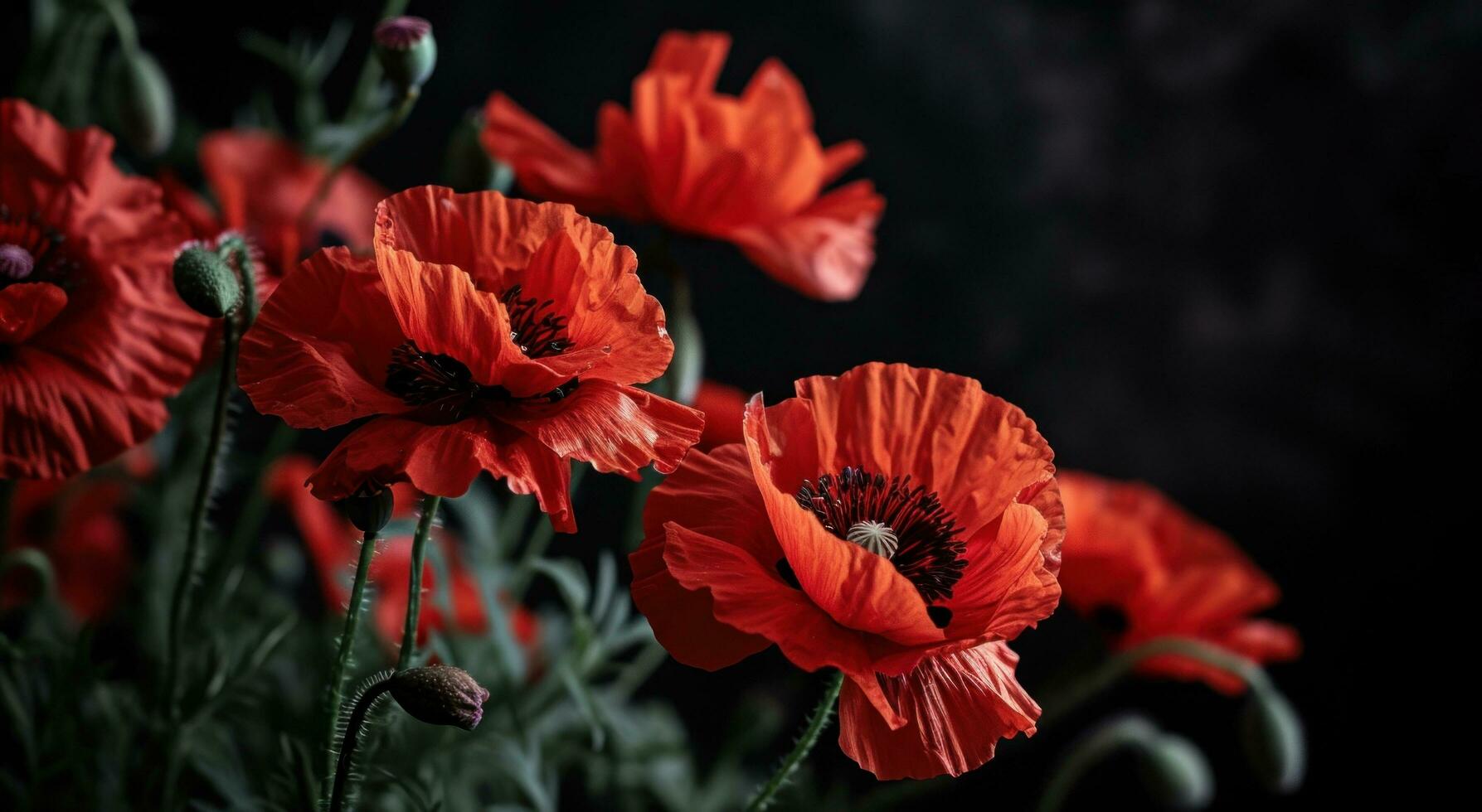 ai generiert rot Mohnblumen gegen schwarz Hintergrund foto