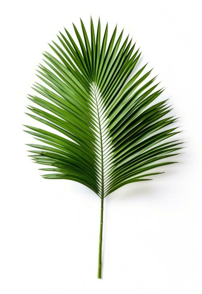 ai generiert Palme auf Weiß Hintergrund isoliert foto