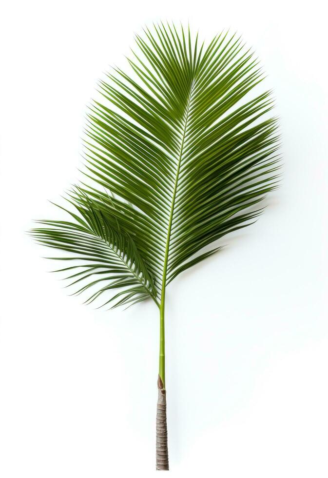 ai generiert Palme auf Weiß Hintergrund isoliert foto