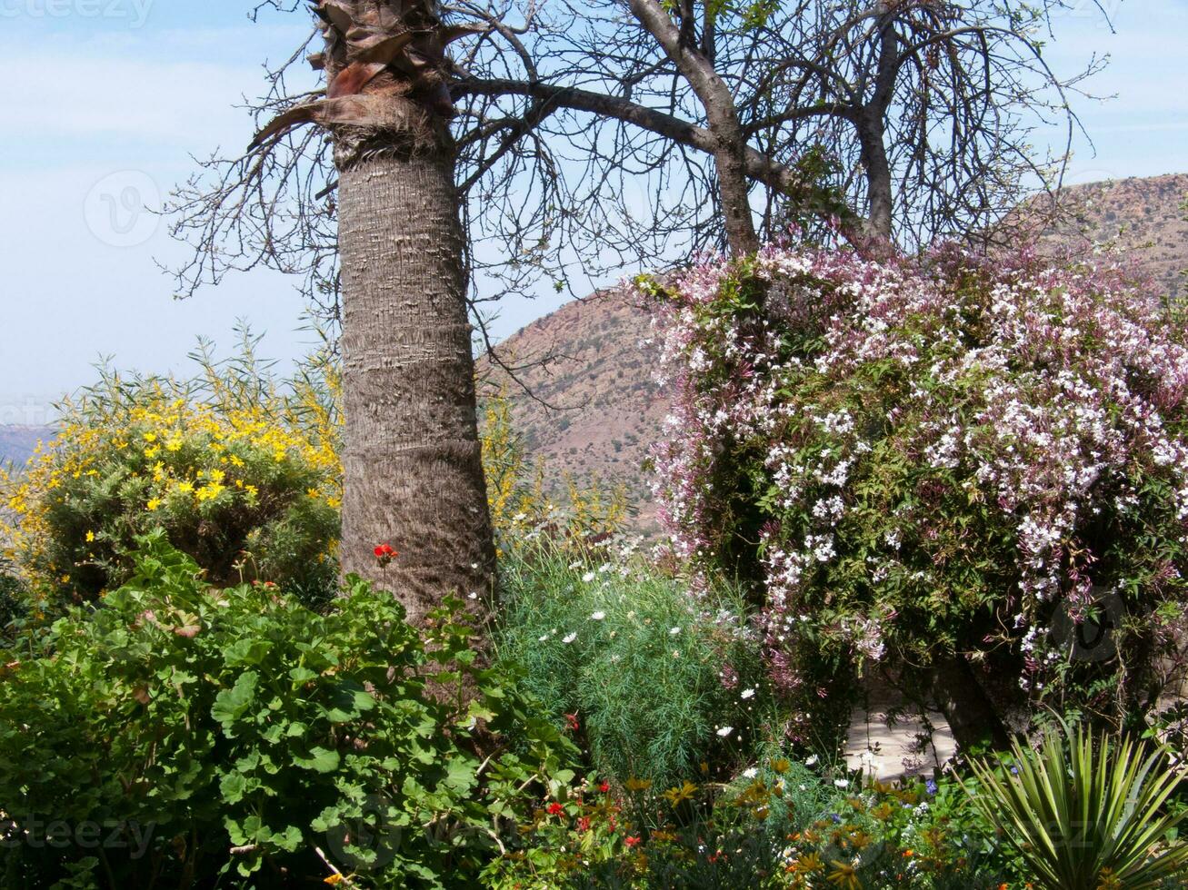 ein Baum mit Blumen foto