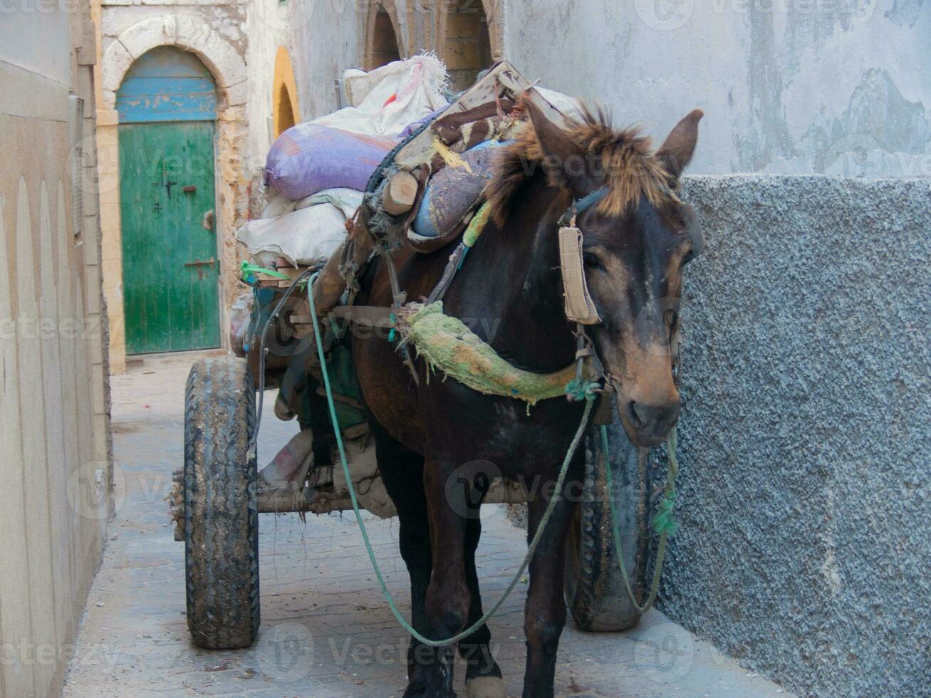 ein Pferd ziehen ein Wagen foto