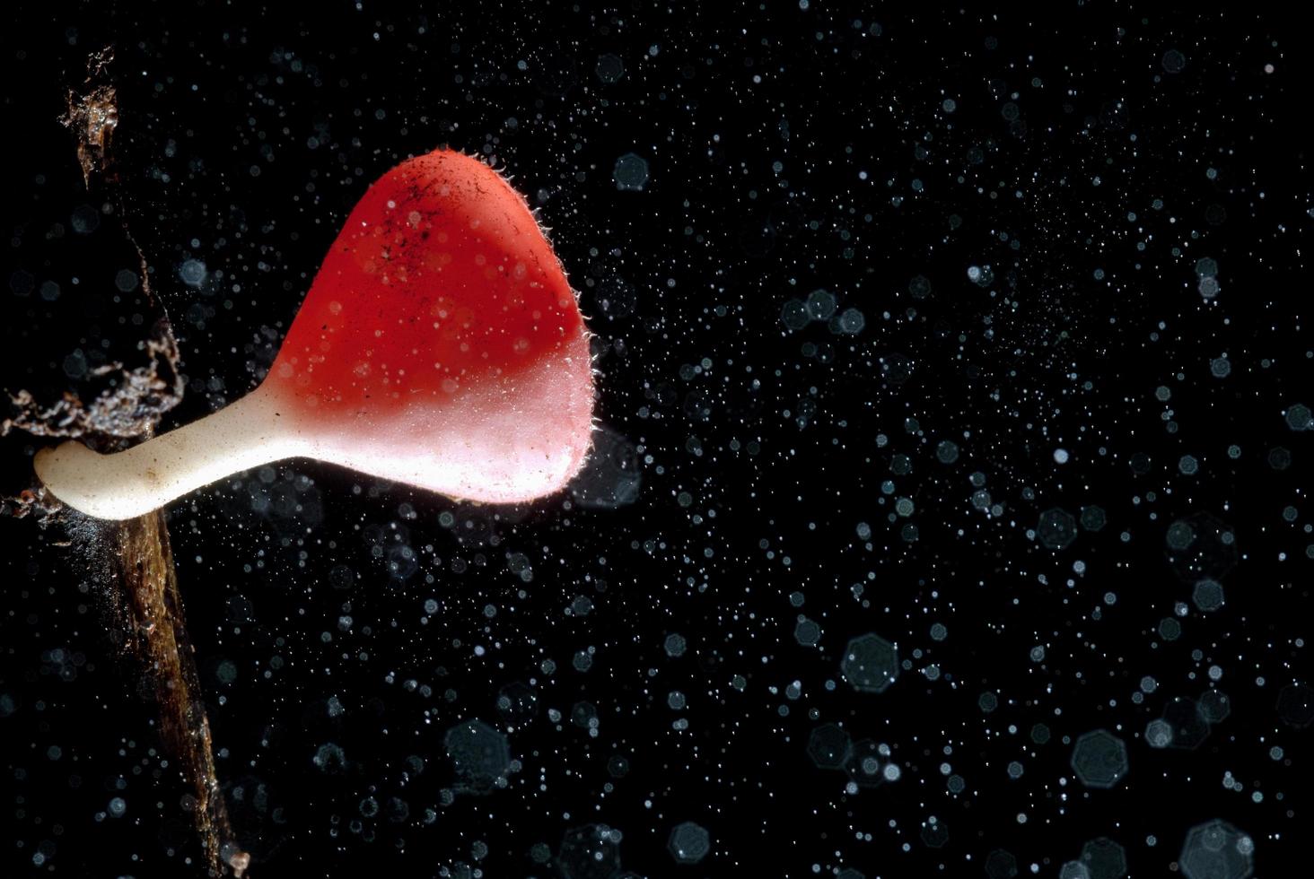 Regen schöner rosa Champagner-Pilz auf Holz ausgekleidet foto