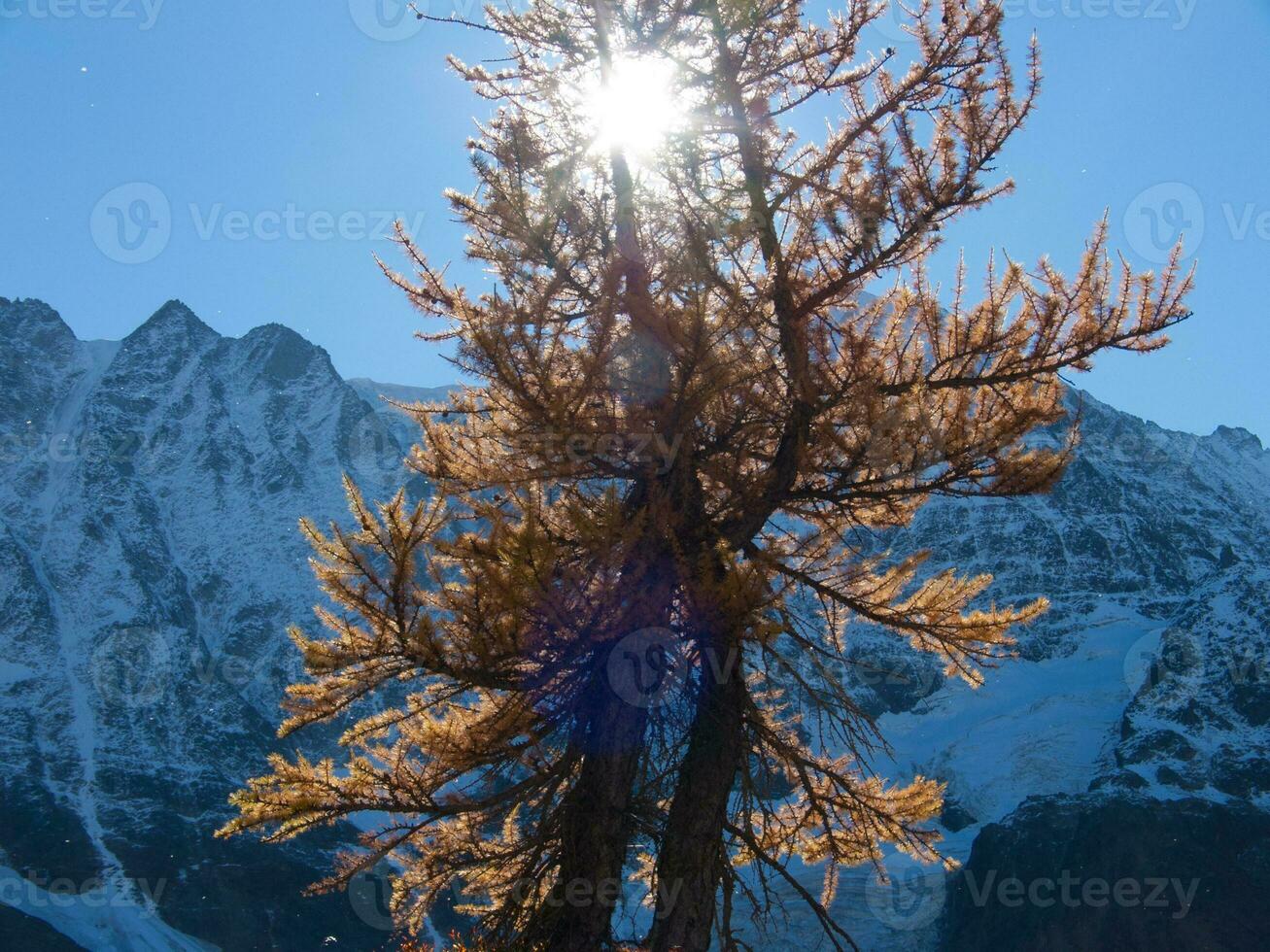ein Baum mit das Sonne leuchtenden durch es foto