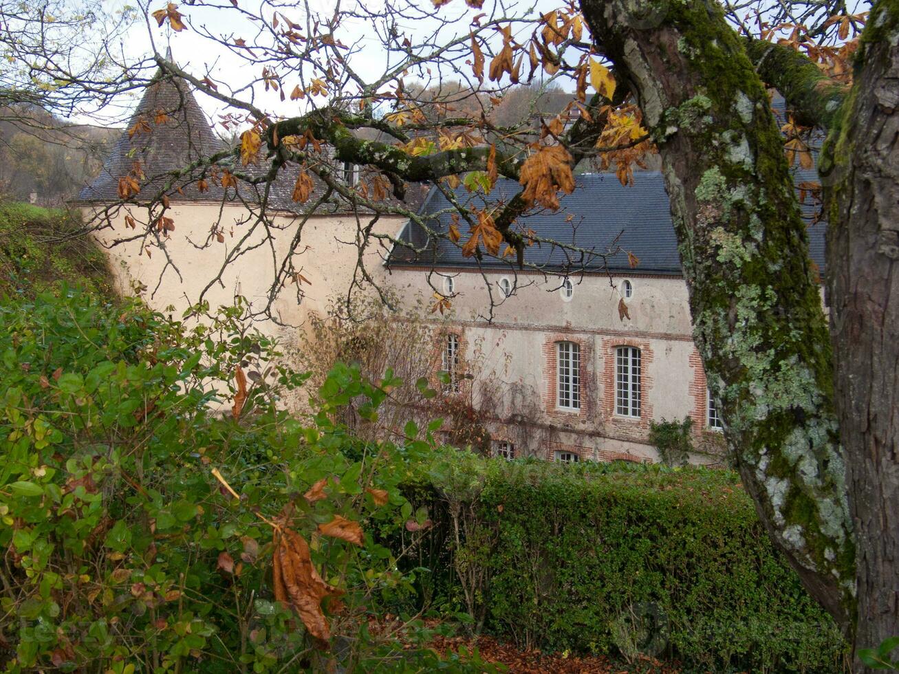 ein Baum mit Blätter foto