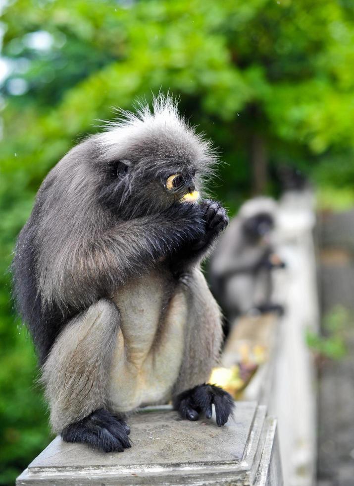 düsterer blattaffe bei khao lom muag, prachuap khiri khan, thailand foto