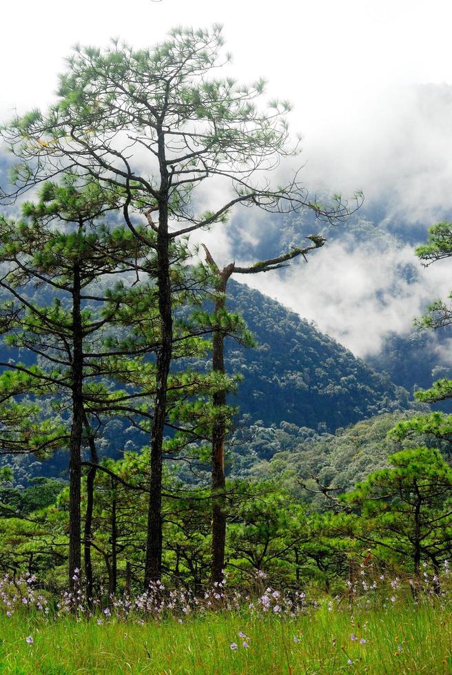 Kiefer auf Berg mit Nebel im Nationalpark Phu Soi Dao, Uttaradit, thailand foto