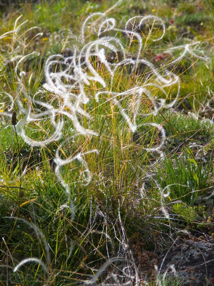 ein Feld von Gras mit Weiß Blumen foto