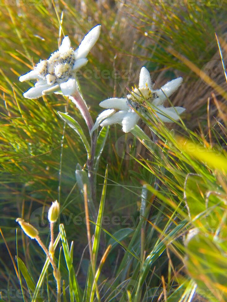 ein Blume im das Gras foto