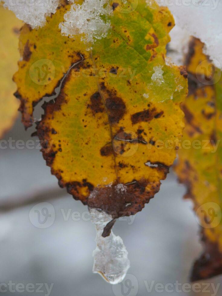 ein Blatt mit Eis auf es foto