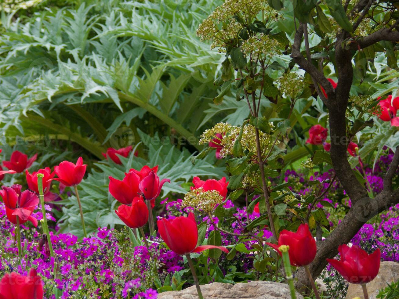ein Blume Garten mit rot und lila Blumen foto