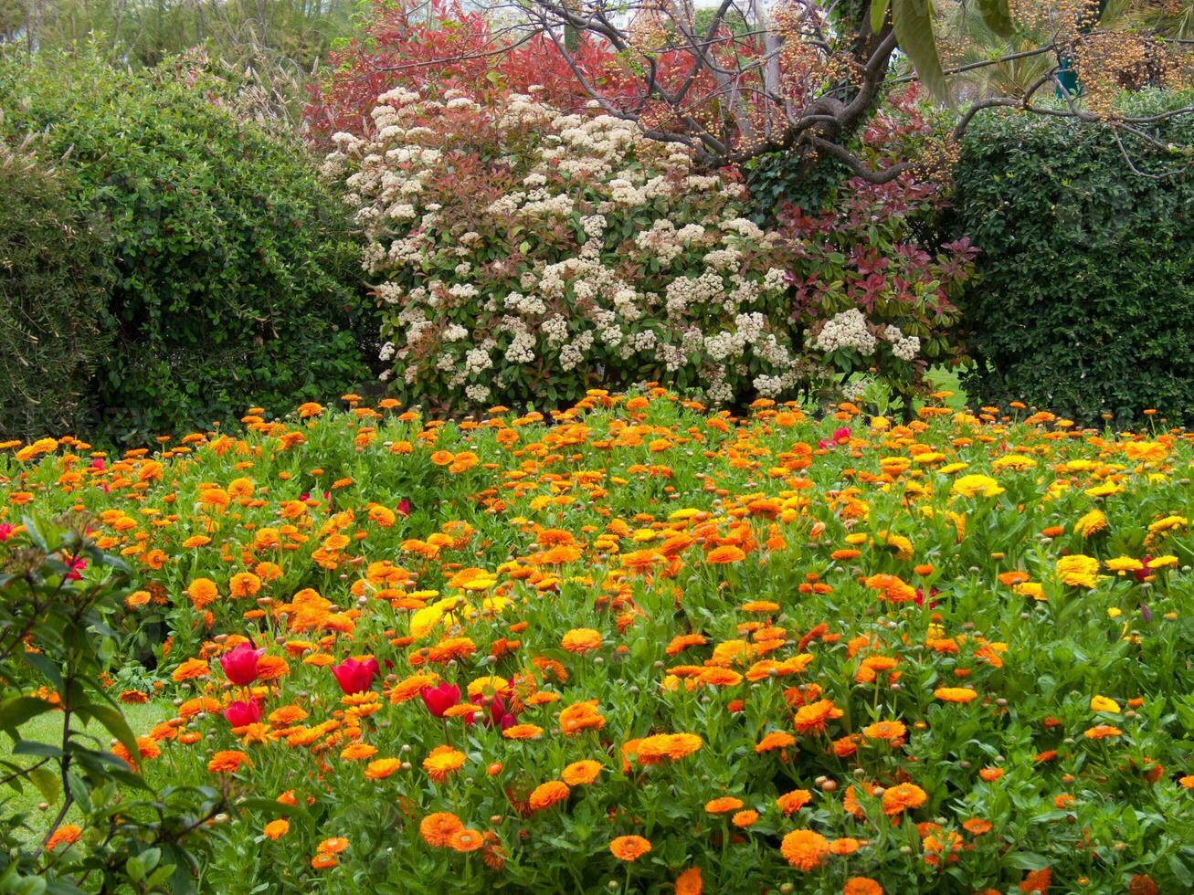 ein Feld von Blumen foto