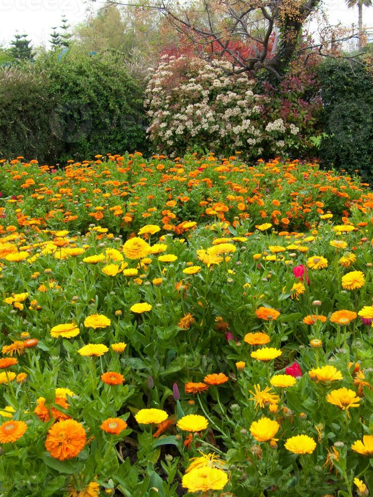 ein Feld von Blumen foto