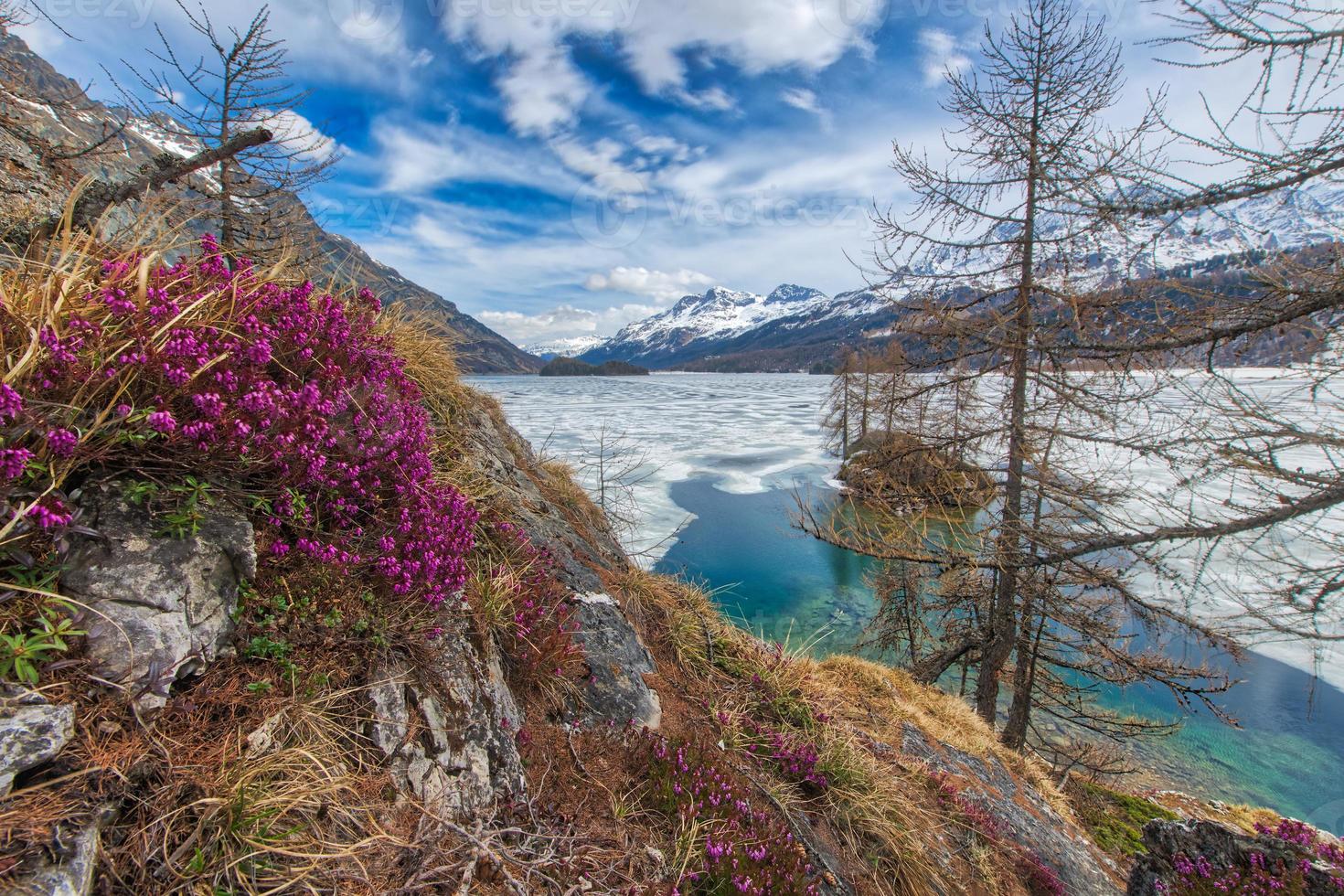 Tauwetter im Hochgebirge mit Frühlingsblumen und halb zugefrorenem See, Engadin bei Sankt Moritz foto