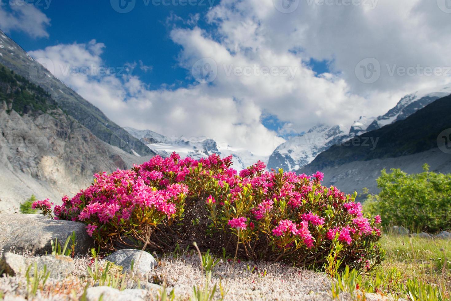 Rhododendren unter Gletscherbergen in den Alpen foto