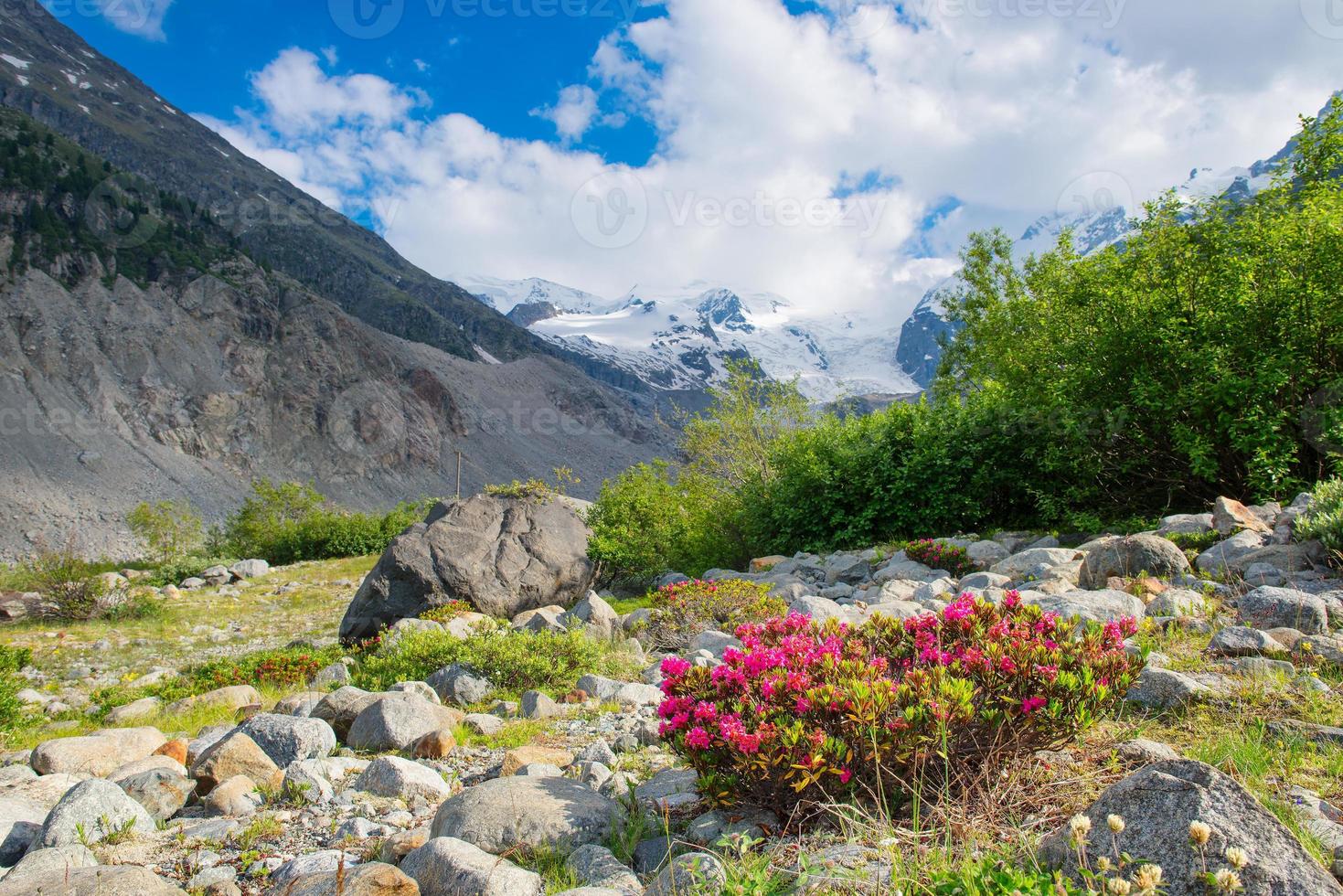 Rhododendren unter Gletscherbergen in den Alpen foto