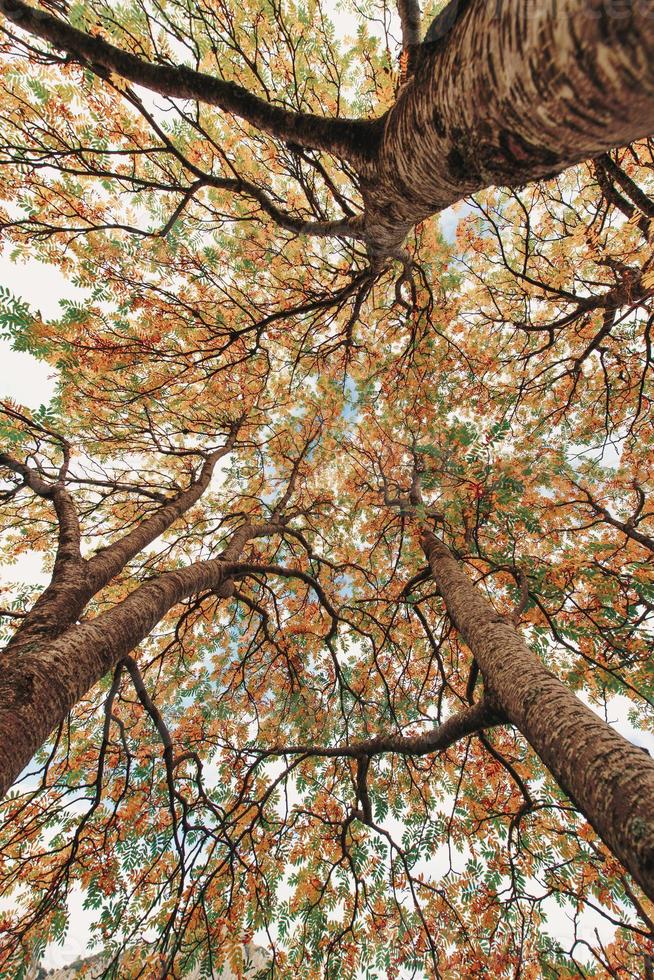 Herbstpflanzen mit buntem Laub von unten taken foto