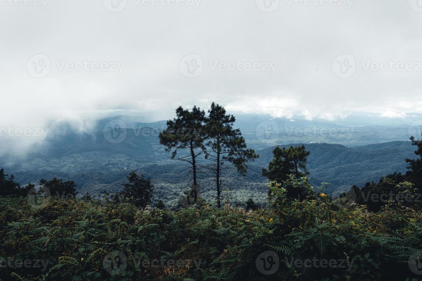 Berge und grüne Bäume während des Tages foto