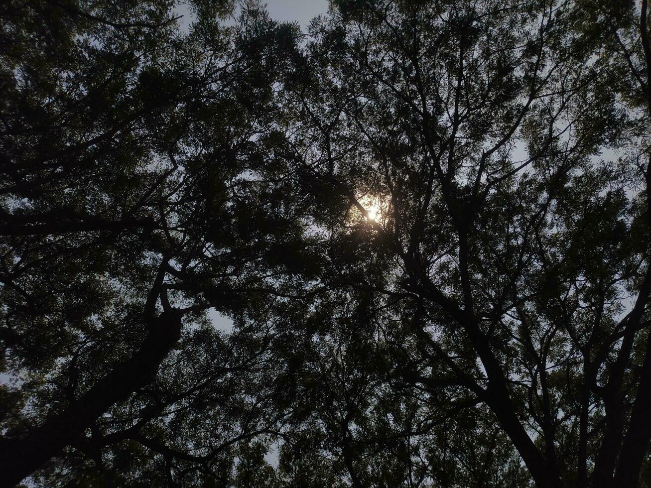 majestätisch Baum mit breit Geäst und üppig Blätter unter Sanft Sonnenlicht foto