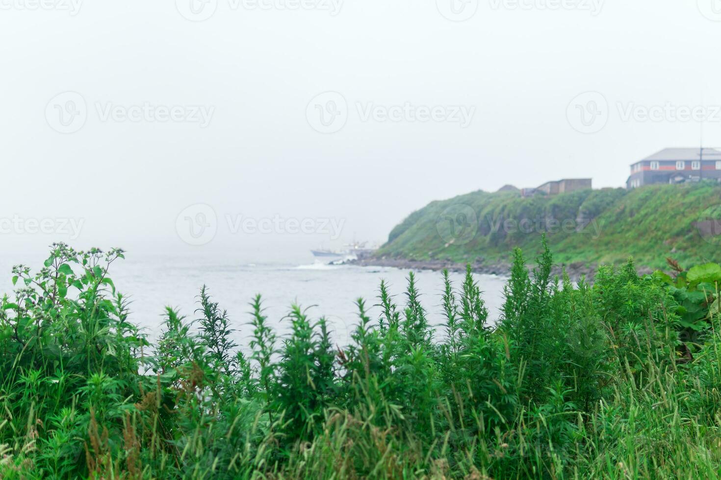 verschwommen Strand Landschaft, Fokus auf in der Nähe von Gras foto