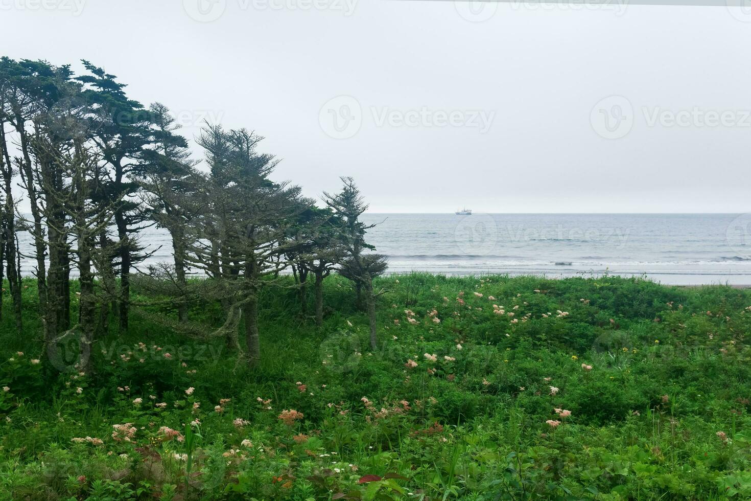 Küsten Landschaft von Kunaschir Insel mit Kiefern gebogen durch das Wind foto