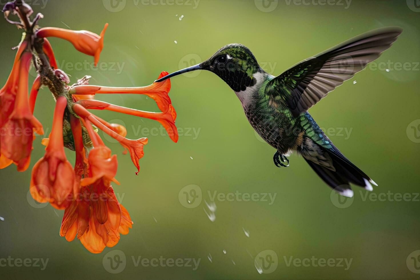 ai generiert Kolibri im Costa rica. ai generiert. foto