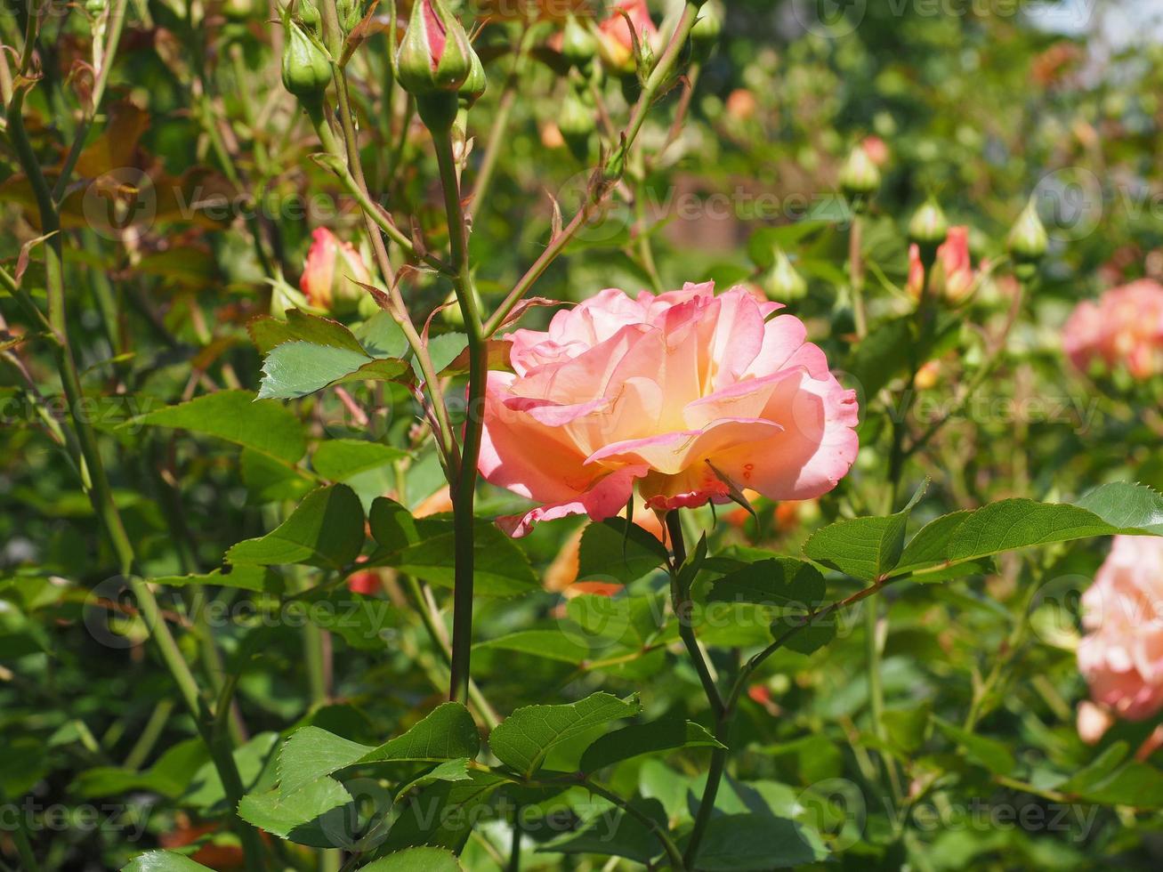 gelbe rosa Rosenblüte foto