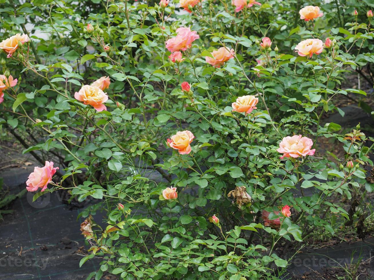 gelbe rosa Rosenblüten foto