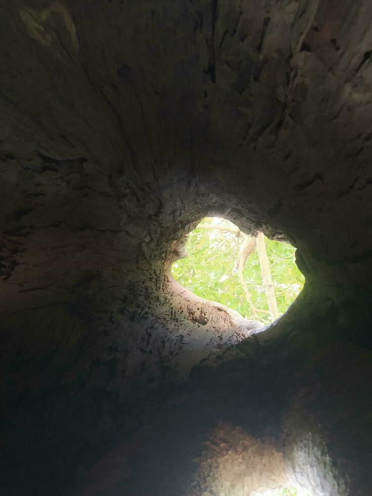 ein groß Loch im das Mitte von ein groß und alt Baum foto